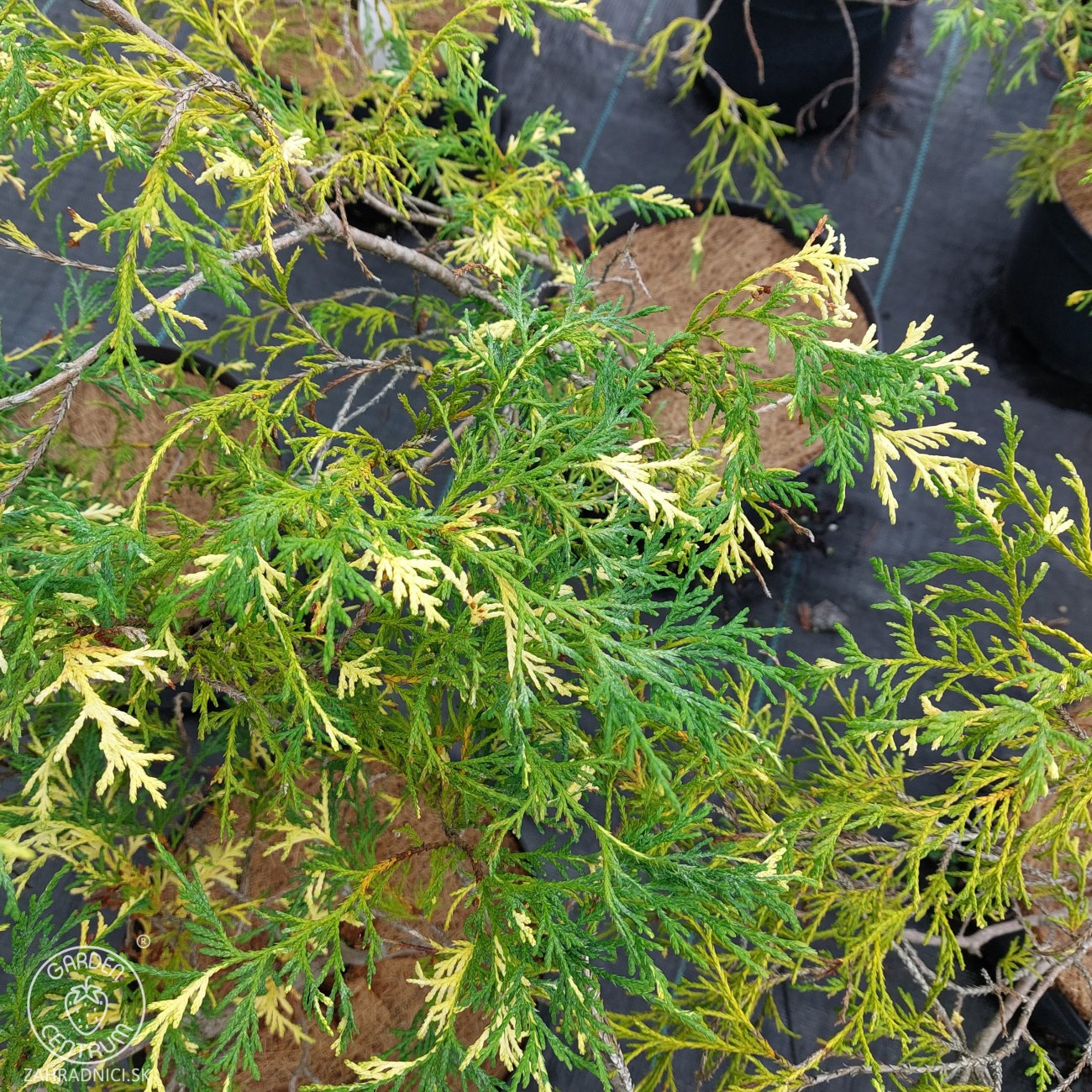 Obrázok Cypruštek nutkanský (Chamaecyparis nootkatensis) ´AUREOVARIEGATA´ - výška 30-60 cm, kont. C5L - 2. Trieda/Kvalita B